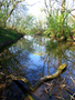 Flood-plain forest 