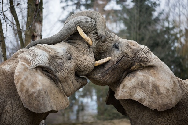 Ve dvorské zoologické zahradě utrácení zvířat nehrozí