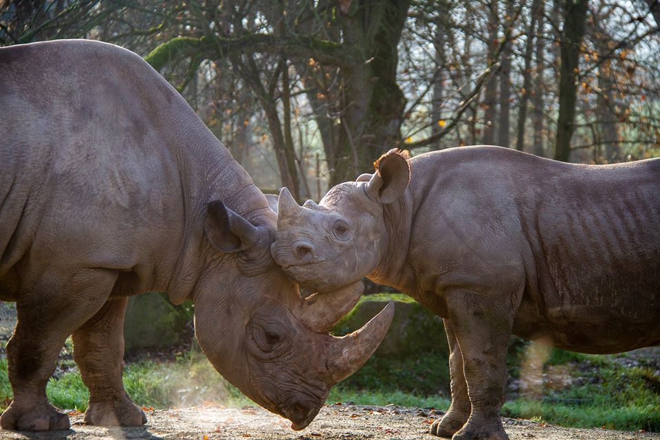 Do dvorské zoo loni přišlo nejvíce lidí za posledních deset let