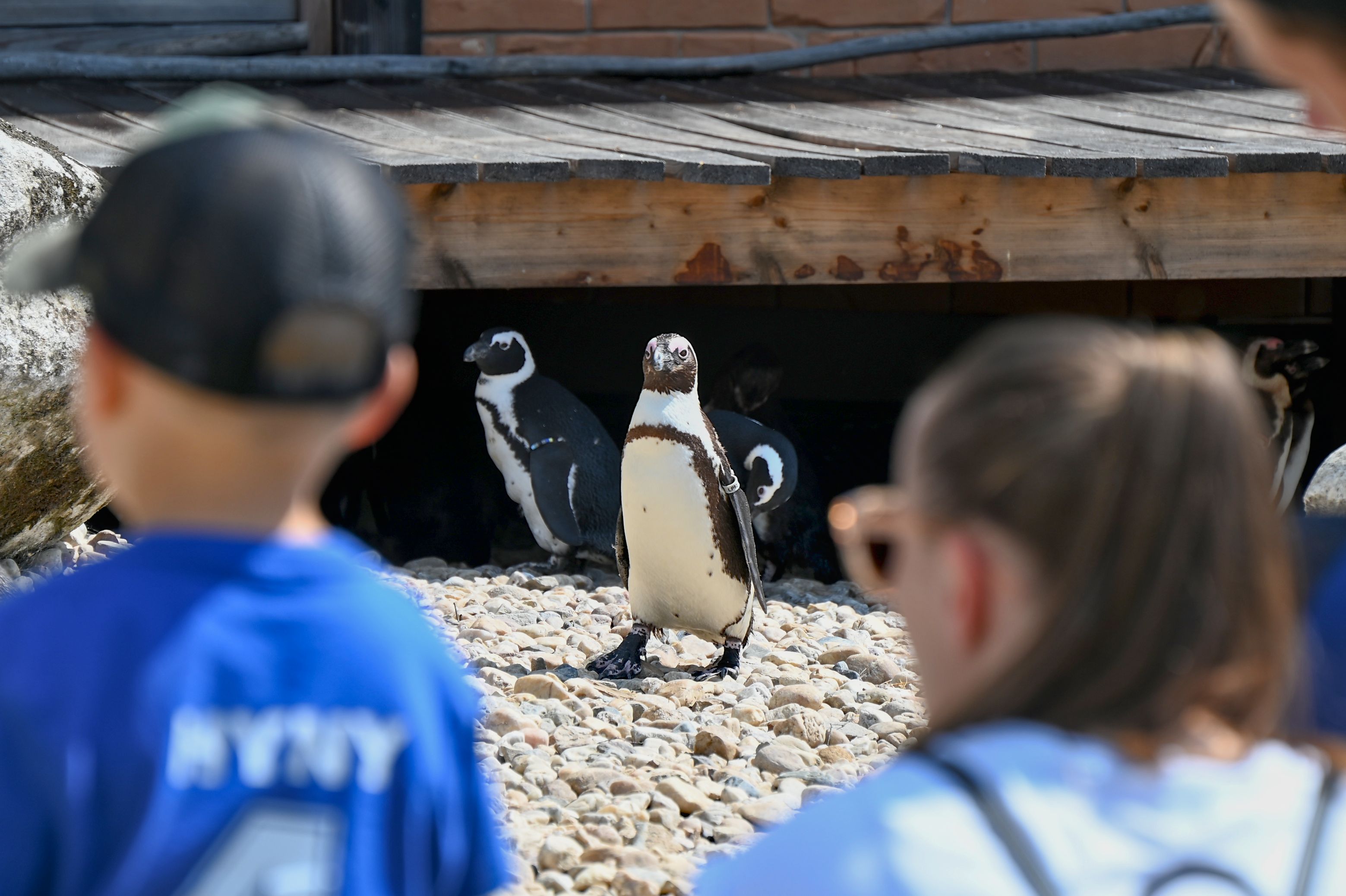 Safari park otevřel expozici, kde se potkává oceán s pouští 