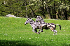 Africké safari v ZOO Dvůr Králové se stalo kulturní památkou