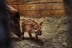 Jaké je vaše nejoblíbenější mládě v ZOO Dvůr Králové roku 2016? Hlasujte a vyhrajte!