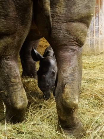 Konečně holka! V ZOO Dvůr Králové se letos narodilo už třetí mládě nosorožce dvourohého