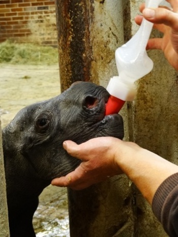 Konečně holka! V ZOO Dvůr Králové se letos narodilo už třetí mládě nosorožce dvourohého