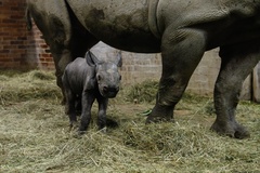 Konečně holka! V ZOO Dvůr Králové se letos narodilo už třetí mládě nosorožce dvourohého