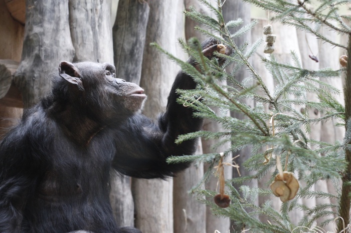 Královédvorská zahrada poprvé uspořádá vánoční trhy v zoo