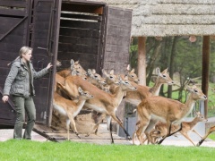 ZOO Dvůr Králové otevře o víkendu Africké safari a zahájí už 70. hlavní sezonu