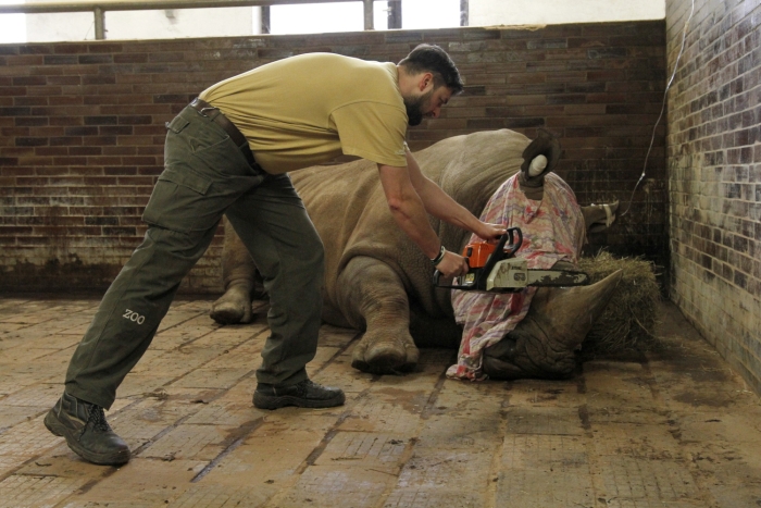 ZOO Dvůr Králové chce ochránit své nosorožce. Začala jim odstraňovat rohovinu