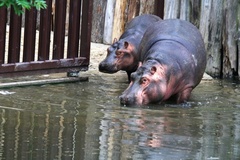 Do ZOO ve Dvoře Králové se vrátili hroši