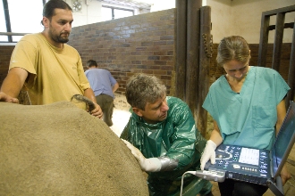 Nabiré z královédvorské ZOO by mohla pomoci při záchraně nejvzácnějšího nosorožec v Evropě