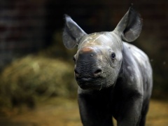 A zase kluk! ZOO Dvůr Králové slaví druhé letošní mládě nosorožce dvourohého