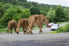 ZOO Dvůr Králové otevřela jediné lví safari ve střední Evropě