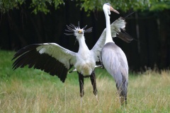 V královédvorské ZOO se zabydlel nový ptačí druh