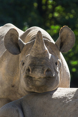 Zoo Dvůr Králové posílá dalšího nosorožce do Afriky. Eliška pojede už v neděli