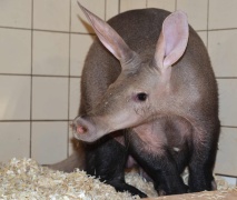 Do královédvorské ZOO se nastěhoval hrabáč