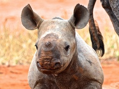 Obrovský úspěch: Nosorožcům ze ZOO Dvůr Králové se v Africe narodilo další mládě