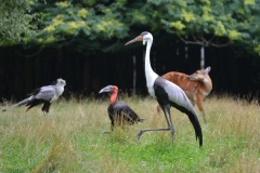 V královédvorské ZOO se zabydlel nový ptačí druh