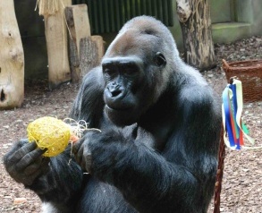 ZOO ve Dvoře Králové se přestrojí do velikonočního