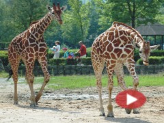 VIDEO: Vyražte za Afrikou do ZOO Dvůr Králové