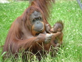 Zoo in Dvůr Králové