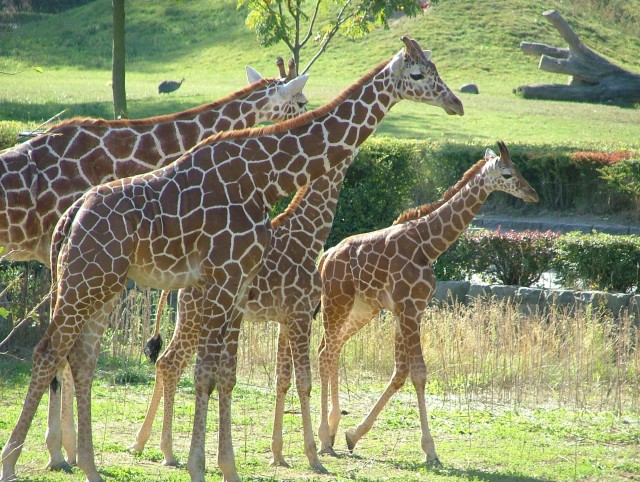 Zoologická zahrada Dvůr Králové n.L.