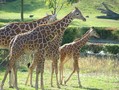 Zoologická zahrada Dvůr Králové n.L.